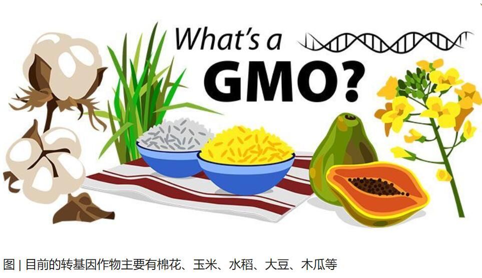 轉(zhuǎn)基因食品：究竟是天使還是魔鬼？